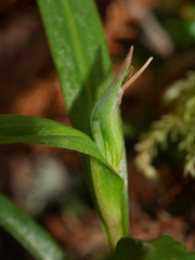 Pterostylis irsoniana