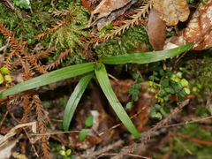 Pterostylis irsoniana