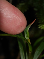Pterostylis irsoniana
