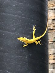 Anolis carolinensis