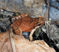 Physalaemus signifer