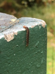 Zelotherses paleana