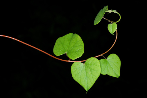Menispermum canadense