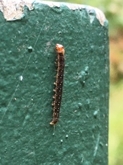 Zelotherses paleana