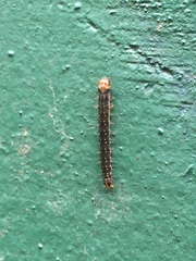 Zelotherses paleana