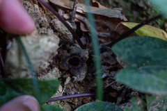 Asarum nipponicum