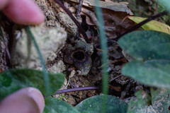 Asarum nipponicum