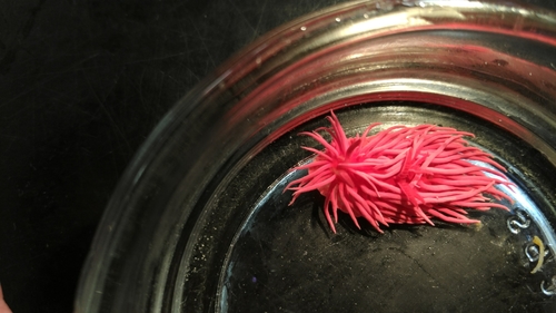 Hopkins' Rose Nudibranch, Cape Arago Hwy, Coos Bay, OR 97420, USA, photo 6 of 10