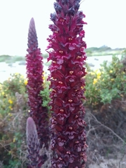 Orobanche foetida
