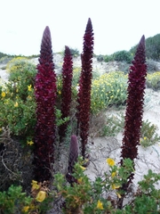 Orobanche foetida
