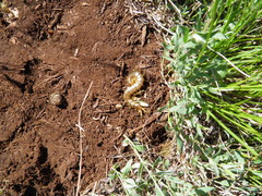 Scolopendra cingulata