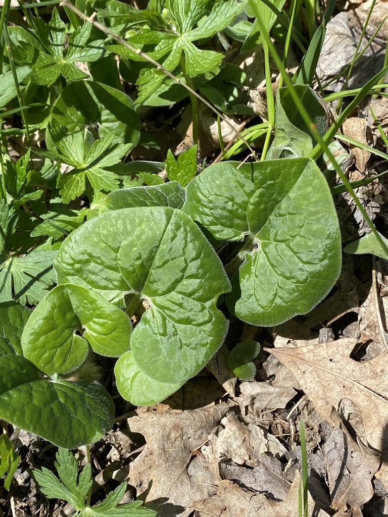 Canadian wild ginger in April 2021 by Jeff Skrentny · iNaturalist