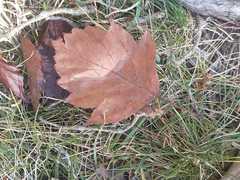 Karpatiosorbus latifolia