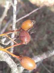 Karpatiosorbus latifolia