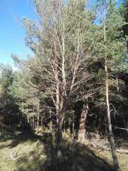 Karpatiosorbus latifolia