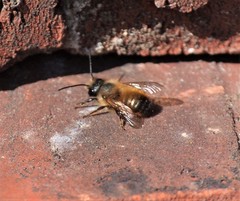 Osmia bicornis