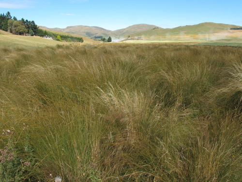 Chionochloa rubra ssp. cuprea