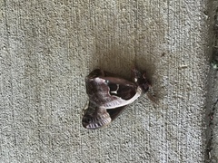 Callosamia promethea