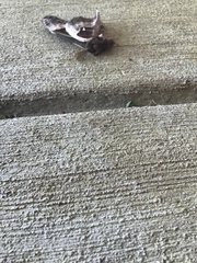 Callosamia promethea