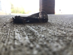 Callosamia promethea