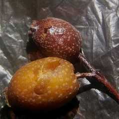 Karpatiosorbus latifolia