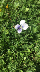 Viola sororia