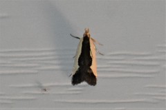 Dichomeris inserrata