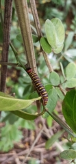 Achlyodes busirus
