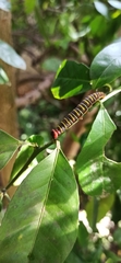 Achlyodes busirus