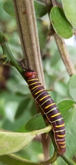 Achlyodes busirus