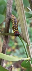 Achlyodes busirus