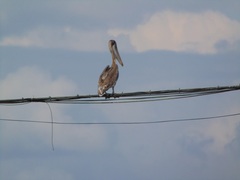 Pelecanus occidentalis