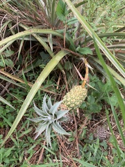 Ananas comosus microstachys