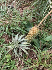 Ananas comosus microstachys