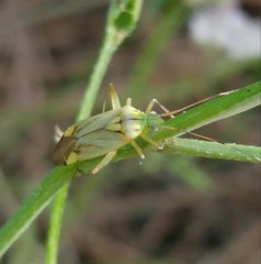 Closterotomus putoni