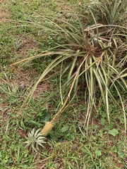 Ananas comosus microstachys