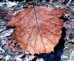 Karpatiosorbus latifolia