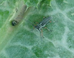 Phytoecia geniculata