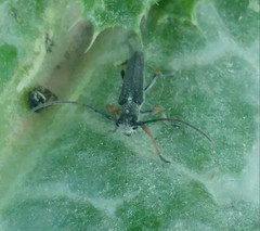 Phytoecia geniculata