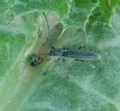 Phytoecia geniculata
