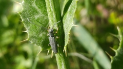 Phytoecia