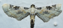 Eupithecia gratiosata