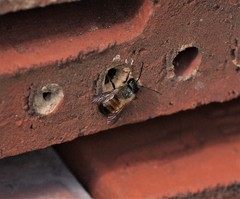 Osmia bicornis