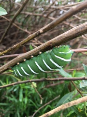 Rothschildia jacobaeae