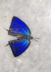 Arhopala amantes