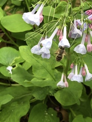 Anthophora