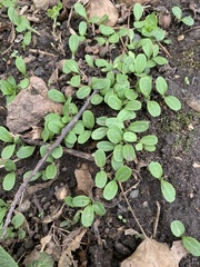 Floerkea proserpinacoides