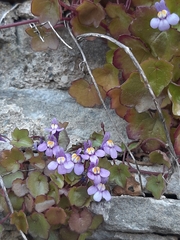 Cymbalaria muralis