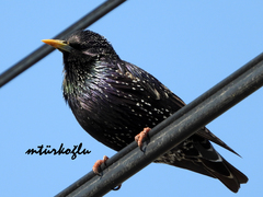 Sturnus vulgaris