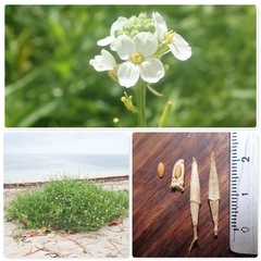 Cakile lanceolata lanceolata